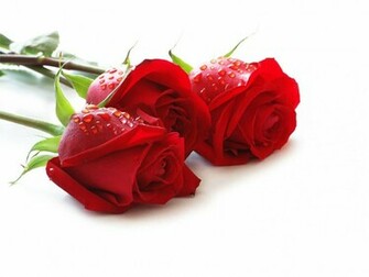 Rose Wallpaper Image Photos Pictures And Background For