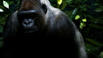 Gorilla Wallpaper