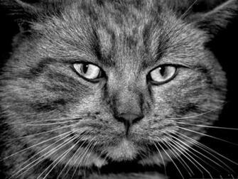 Cats Widescreen Wallpaper Gray Cat In Serious Look Impressive Kitten
