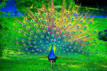 Peacock HD Wallpaper Top Sellers Off Ospat