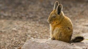 Viscacha Bing Wallpaper