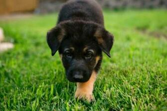 German Shepherd Puppy Pictures