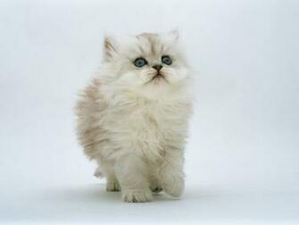 Cute Cats