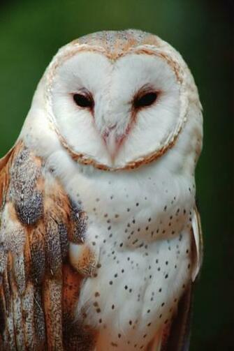 Barn Owl