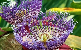 Passion Flower Wallpaper HD