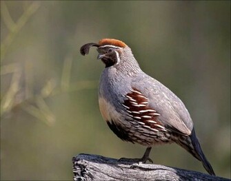 Quails Bird Wallpaper Wallpaper9