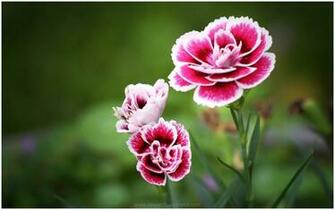 Red Carnation Flower HD Wallpaper 9HD