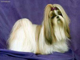 Shih Tzu Dog Portrait Photo And Wallpaper Beautiful