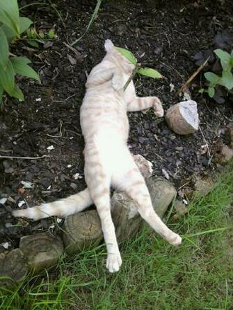 Folk Art And Primitives Anyone Up For Silly Cat Pictures