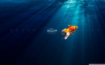 Ocean Life Wallpaper In Nature With All