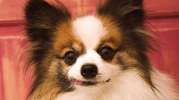 Papillon HD Wallpaper Background Image