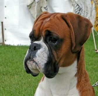 Pedigree Boxer Puppies Wallpaper Dogs Puppy Perro