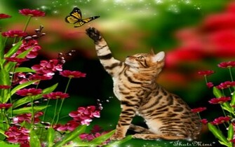 Spring Butterfly Wallpaper HD Desktopinhq