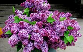 Purple Lilacs Wallpaper