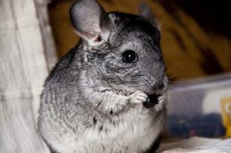 Chinchilla Baby I By Samaritanka