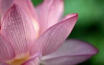 Lotus HD Wide Wallpaper