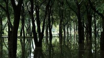 Nature Wallpaper Trees In Water