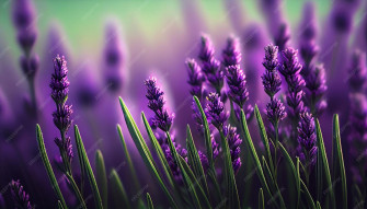 Lavender Desktop Wallpaper