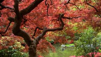 Autumn Desktop Wallpaper