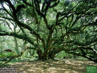 Contact Info Ascendingthegiants Ascending The Giants