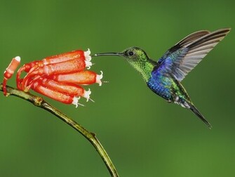 British Birds Wallpaper For Widescreen Funny Animal
