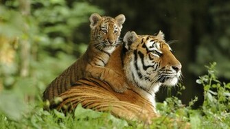 Siberian Tiger Wallpaper