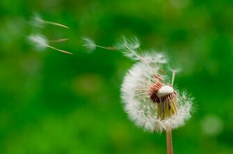 Blowing Dandelion Photography Top Pictures Gallery Online