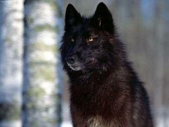 Eyes 3d Wallpaper Wolf Black