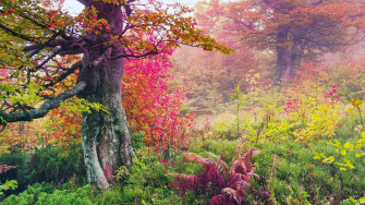 8k Ultra HD Nature Flowery Forest Wallpaper
