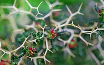 Cool Thorns Wallpaper