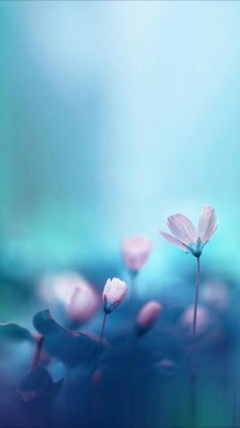 Abstrakte Blumentapete Blumen Hochzeit Flowers Photography
