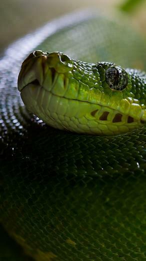 Satiny Parrot Snake Wallpaper Os Green
