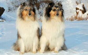 Description Russian Snow Dogs Wallpaper In