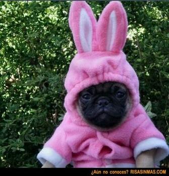 Disfraz De Conejo Un Perrito Pug