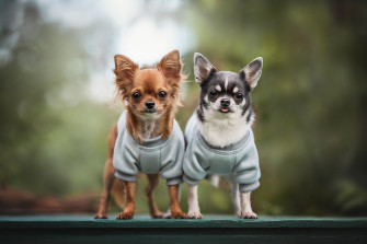 Chihuahua HD Wallpaper