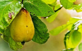 Pear Wallpaper