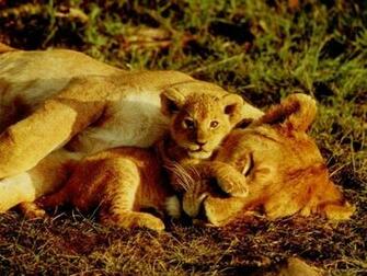 Wallpaperbase Wallpaper Animals Lions Lion Jpg We Heart It