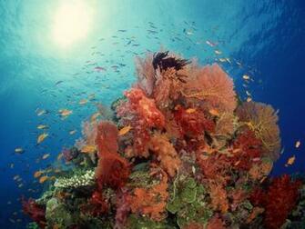Corral Reef Plants Fish Desktop Wallpaper Uploaded By Ejcsuka