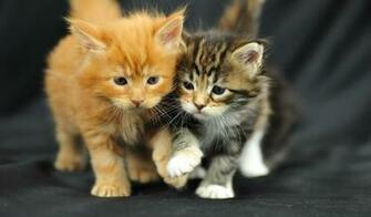 Maine Coon Cat Kittens Wallpaper Cats Desktop
