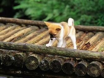 Dog Have Go For A Spring Outin Wallpaper Other Pictures