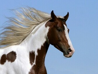 Paint Horse Wallpaper