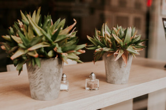 Two Potted Plants Sitting On A Wooden Shelf With Salt And Pepper Wallpaper