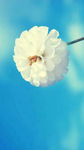 Spring Flower iPhone Wallpaper Ipod HD