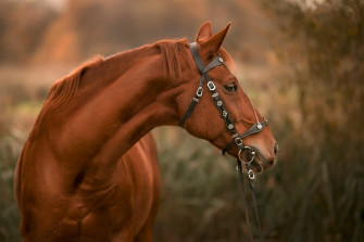 Animal Horse 4k Ultra HD Wallpaper