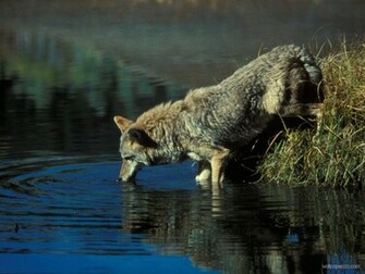Coyote Wallpaper