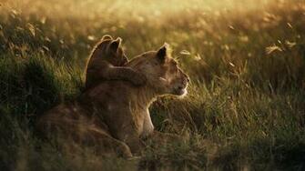 Furry Animals Familiale Et Chaleureuse HD Wallpaper Fond