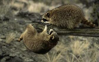 Wallpaper Raccoon Wood Racoon Desktop Animals Goodwp