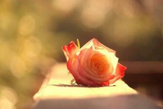 Vintage Rose Desktop Wallpaper