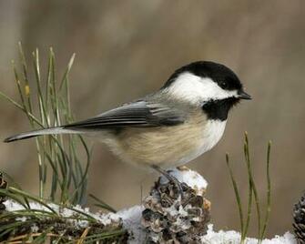 Winter Bird Pictures And Widescreen Desktop Wallpaper