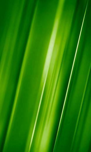 Windows Phone Wallpaper Central Forums